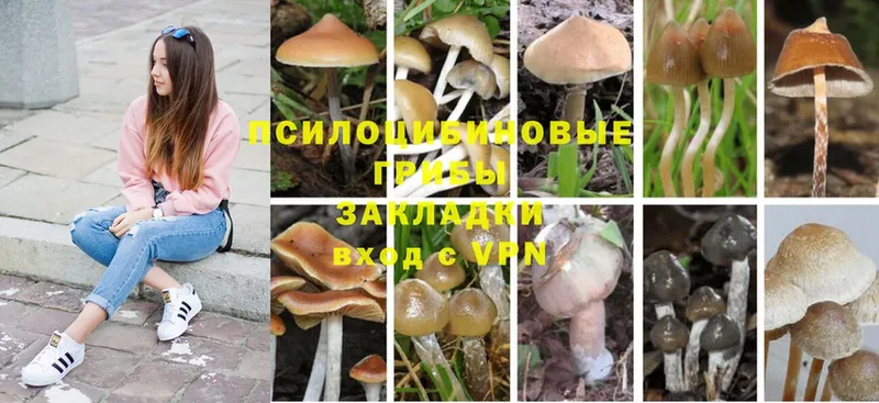 mega tor  Заречный  Псилоцибиновые грибы Magic Shrooms 